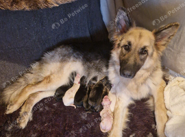 Beautiful litter of Long coated German Shepherd puppies