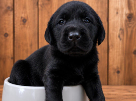 Beautiful Labrador puppies