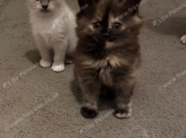 Two Beautiful Female Ragdoll Cross Kittens - Loving Homes Wanted