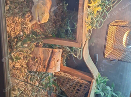 Bearded dragon and set up