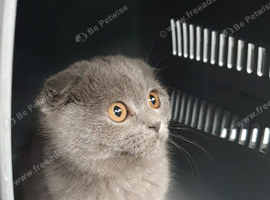 Scottish fold