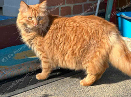 Lost cats