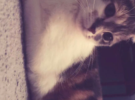 Need to re home cats