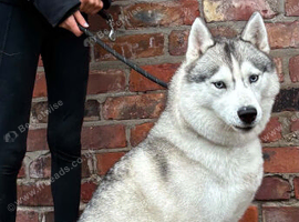 KC registered female Siberian husky