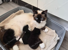 Ragdoll cross kittens