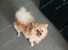 Lovely pom can deliver she great on long journey