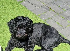 Cavapoochon male puppy