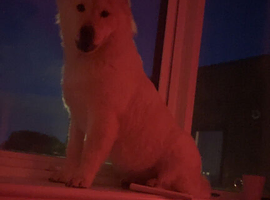 Suzie