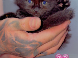 3 beautiful kittens