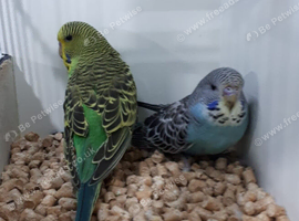 2 Male Budgies - English/Exhibition Split Black Face