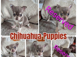 Beautiful puppy chihuahuas