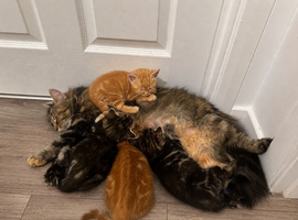 Last remaning beautiful fluffy kitten (mum is half maine coon)