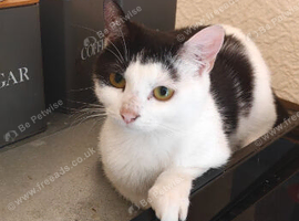 Dwarf Female Cat to rehome 1 y o