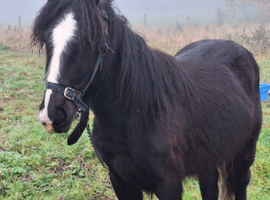 Stepping cob