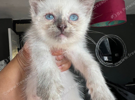 Fluffy Ragdoll x absolutely stunning