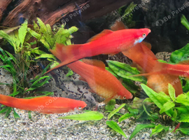 Swordtails