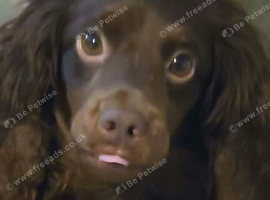 Beautiful Chocolate Cocker Spaniel &ndash; 3 Years Old