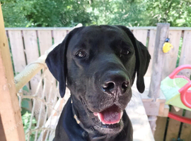 Stud Labrador