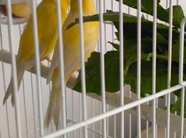 Two young roller hens ** One available**