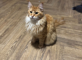 Active female Maine coon