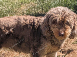 Cockerpoo