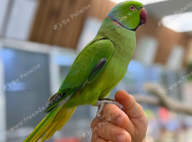 Ring neck