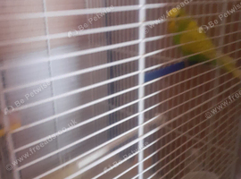 4 baby  budgies