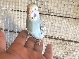 Baby budgies for sale  &pound;40 each collection mk404nn