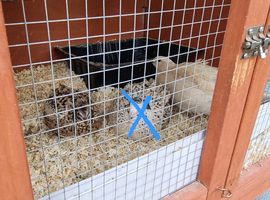 2 bonded mating quails