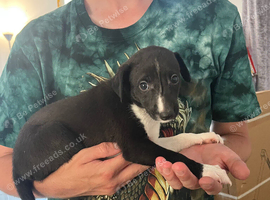 Whippet pups 4 boys 1 girl