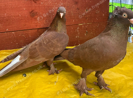Brown high flyers