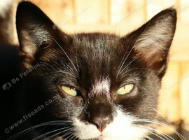 Beautiful mixed breed kittens for sale