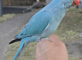 3-Month-Old Blue Female Indian Ringneck &ndash; Free-Flight Ready