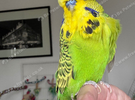 Super Tame Male Exhibition Budgie