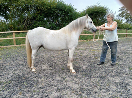 Welsh section A four year old mare