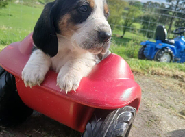 Basset x beagle puppies