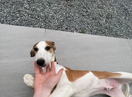 Saluki x greyhound puppy