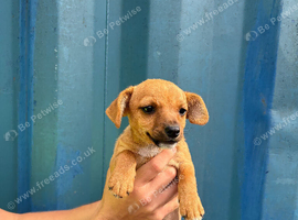 JR terrier X boy