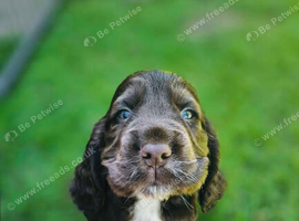 Show type Cocker Spaniel pups