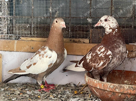 Muleumans Racer pigeons for sale in Birmingham