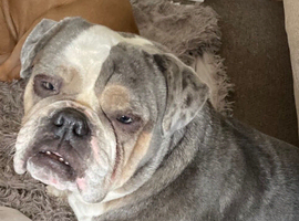 Beautiful KC English Bulldog