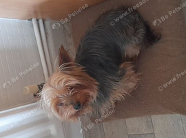 Small Yorkshire terrier