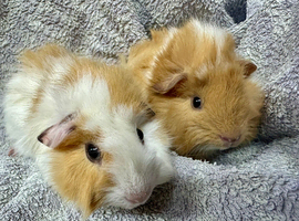 Baby boars