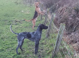 Lurcher x pointer