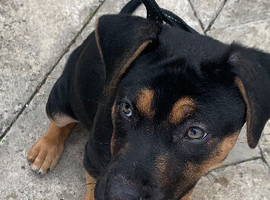 German shepherd X