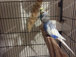 Budgie's