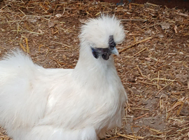 Silkies bantam hens