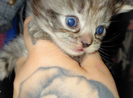 mixed babies for sale