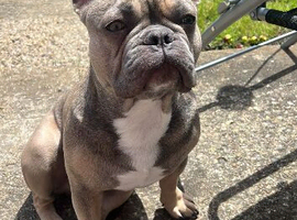 French bulldog for stud