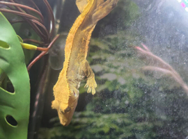 Adult male crested gecko